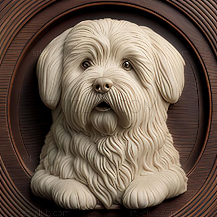 st Coton de tulear dog